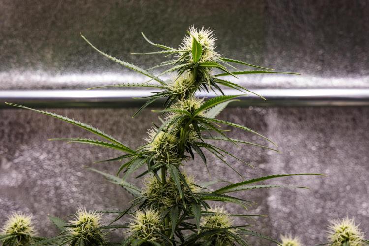 Gaia F1 - Farm #20. Week 5 - Gaia F1 - Day 35.