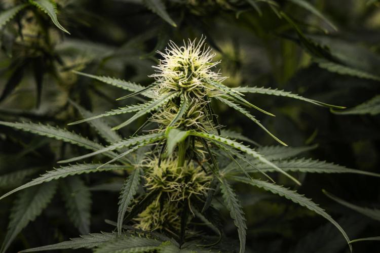 Gaia F1 - Farm #20. Week 5 - Gaia F1 - Day 35.