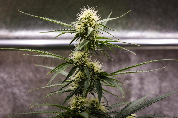 Gaia F1 - Farm #20. Week 5 - Gaia F1 - Day 35.