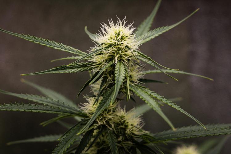 Gaia F1 - Farm #20. Week 5 - Gaia F1 - Day 35.