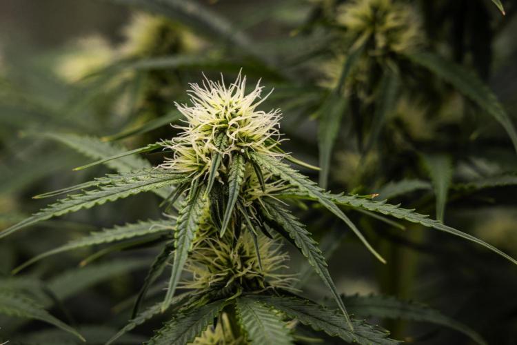 Gaia F1 - Farm #20. Week 5 - Gaia F1 - Day 35.