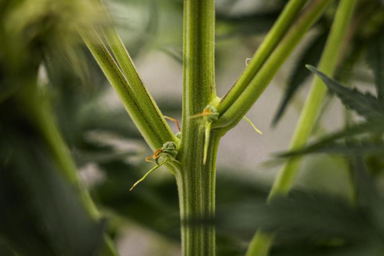 Gaia F1 - Farm #20. Week 5 - Gaia F1 - Day 35.