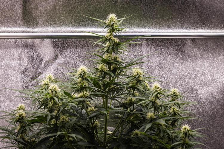 Gaia F1 - Farm #20. Week 5 - Gaia F1 - Day 35.