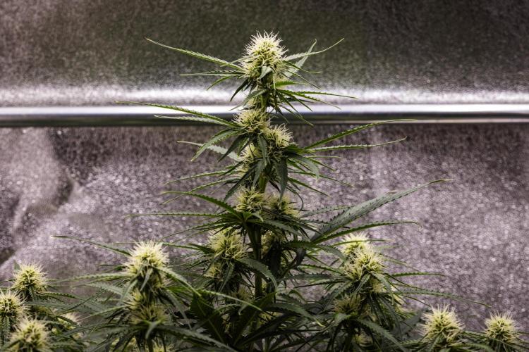 Gaia F1 - Farm #20. Week 5 - Gaia F1 - Day 35.