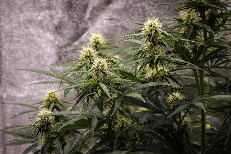 Gaia F1 - Farm #20. Week 5 - Gaia F1 - Day 35.