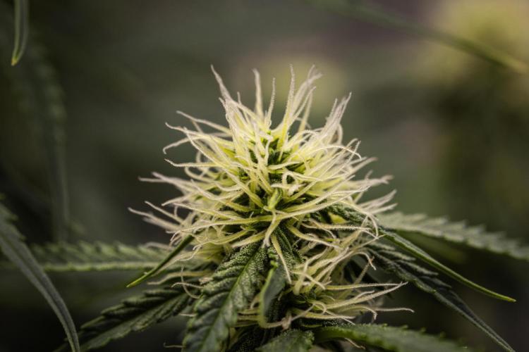 Gaia F1 - Farm #20. Week 5 - Gaia F1 - Day 35.