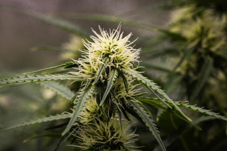 Gaia F1 - Farm #20. Week 5 - Gaia F1 - Day 35.