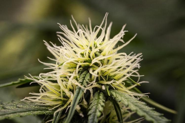 Gaia F1 - Farm #20. Week 5 - Gaia F1 - Day 35.