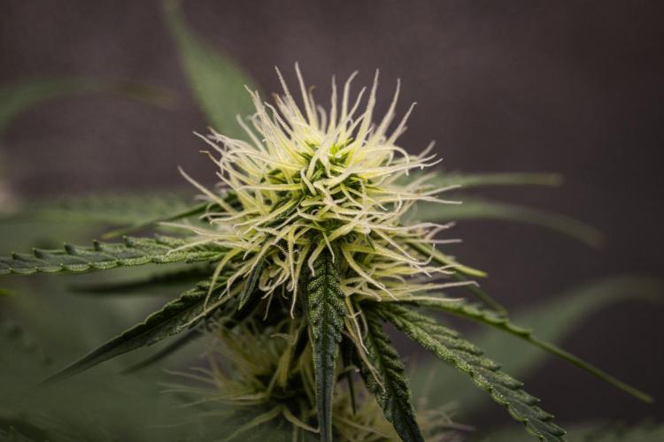 Gaia F1 - Farm #20. Week 5 - Gaia F1 - Day 35.