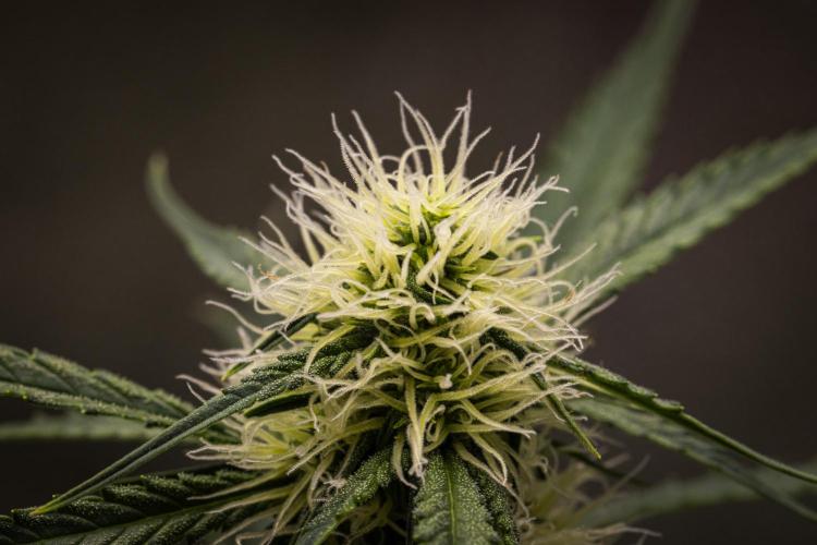 Gaia F1 - Farm #20. Week 5 - Gaia F1 - Day 35.