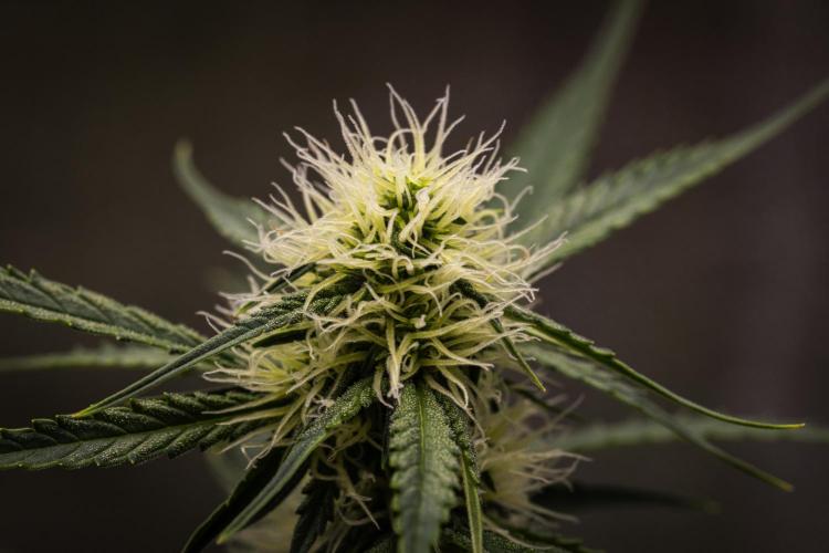 Gaia F1 - Farm #20. Week 5 - Gaia F1 - Day 35.