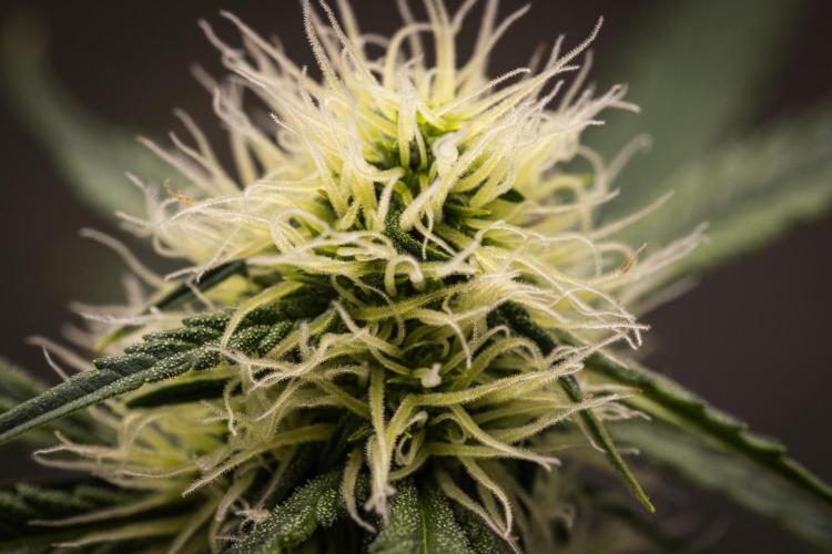 Gaia F1 - Farm #20. Week 5 - Gaia F1 - Day 35.