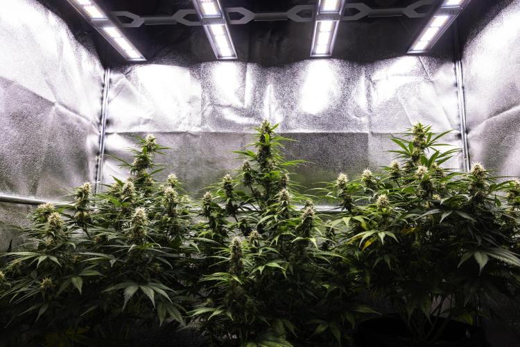 Atlas F1 - Farm #20. Week 6 - Butterflies Little farm - Week 6.