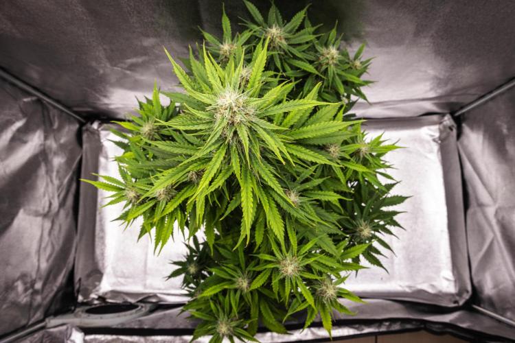 Atlas F1 - Farm #20. Week 6 - Atlas F1 - Day 42.