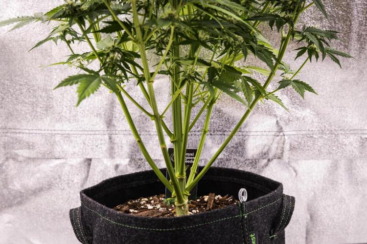 Atlas F1 - Farm #20. Week 6 - Atlas F1 - Day 42.