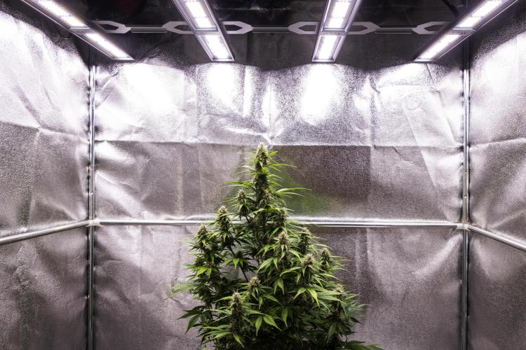 Atlas F1 - Farm #20. Week 6 - Atlas F1 - Day 42.