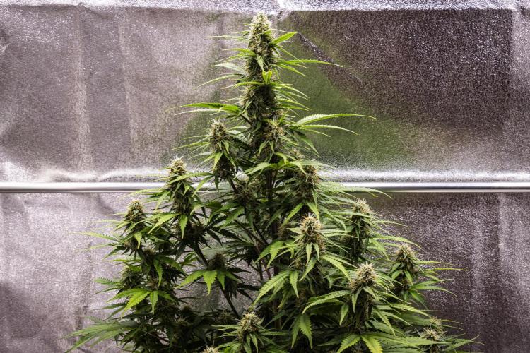 Atlas F1 - Farm #20. Week 6 - Atlas F1 - Day 42.