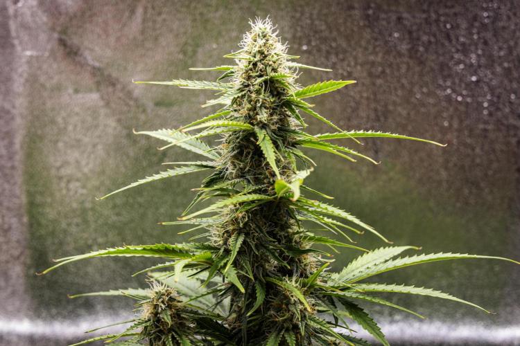 Atlas F1 - Farm #20. Week 6 - Atlas F1 - Day 42.