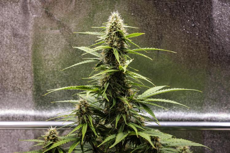 Atlas F1 - Farm #20. Week 6 - Atlas F1 - Day 42.