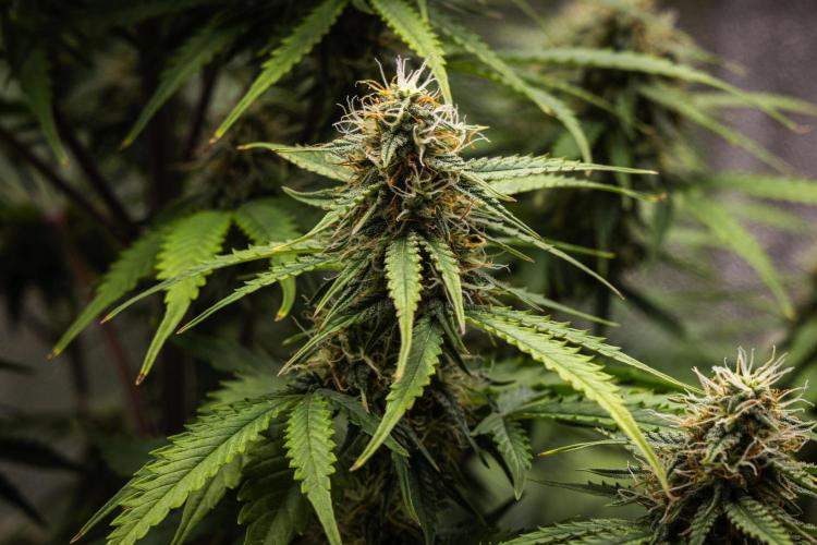 Atlas F1 - Farm #20. Week 6 - Atlas F1 - Day 42.