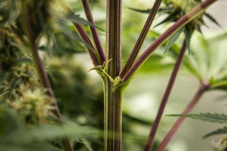 Atlas F1 - Farm #20. Week 6 - Atlas F1 - Day 42.