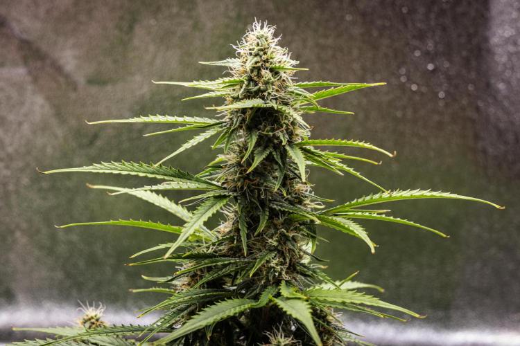 Atlas F1 - Farm #20. Week 6 - Atlas F1 - Day 42.