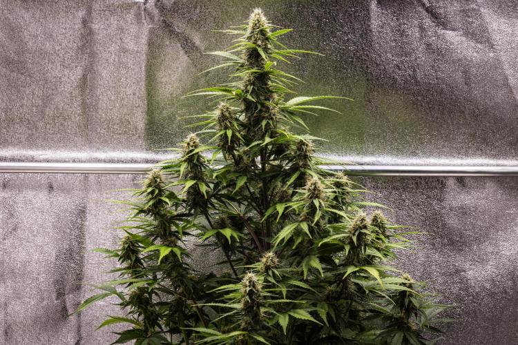 Atlas F1 - Farm #20. Week 6 - Atlas F1 - Day 42.