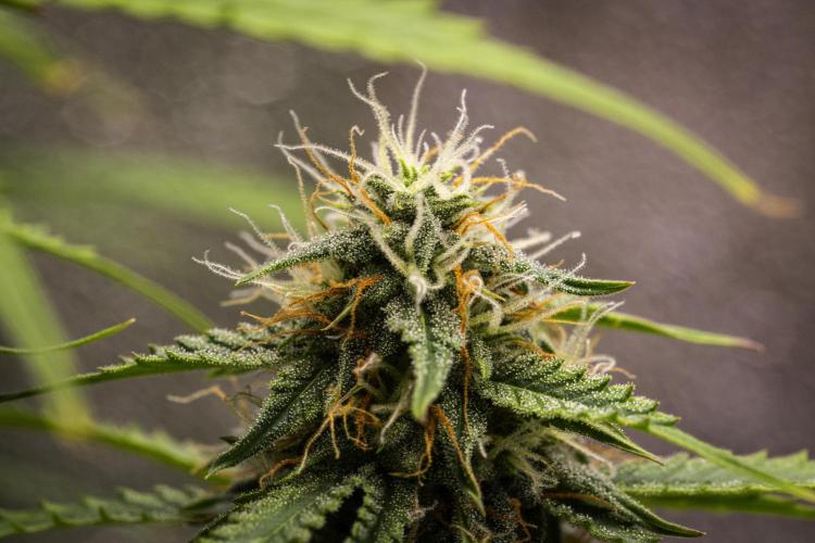 Atlas F1 - Farm #20. Week 6 - Atlas F1 - Day 42.