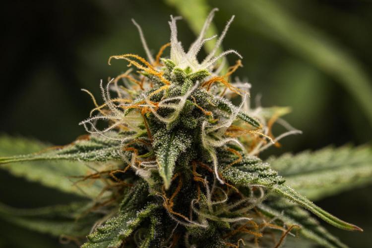 Atlas F1 - Farm #20. Week 6 - Atlas F1 - Day 42.