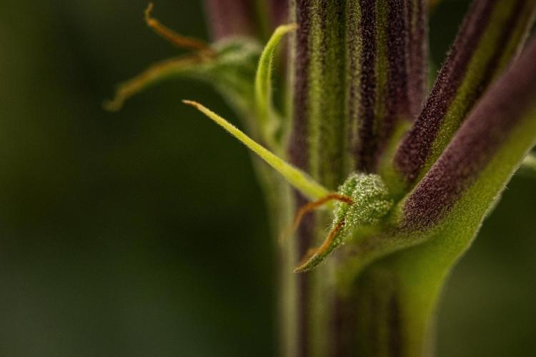 Atlas F1 - Farm #20. Week 6 - Atlas F1 - Day 42.