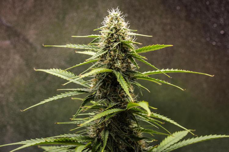 Atlas F1 - Farm #20. Week 6 - Atlas F1 - Day 42.