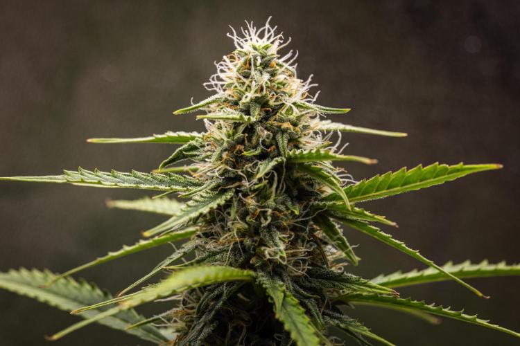 Atlas F1 - Farm #20. Week 6 - Atlas F1 - Day 42.