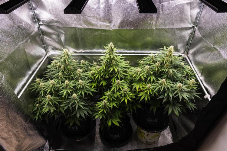 Gaia F1 - Farm #20. Week 6 - Butterflies Little Farm - Week 6.