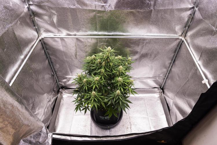 Gaia F1 - Farm #20. Week 6 - Gaia F1 - Day 42.