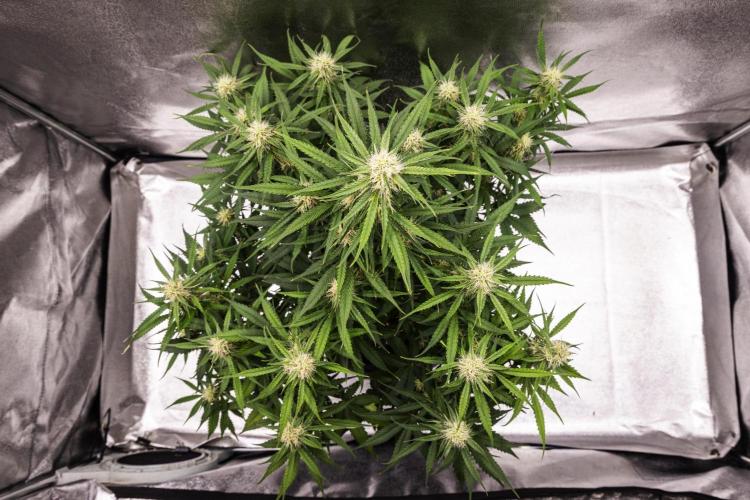 Gaia F1 - Farm #20. Week 6 - Gaia F1 - Day 42.