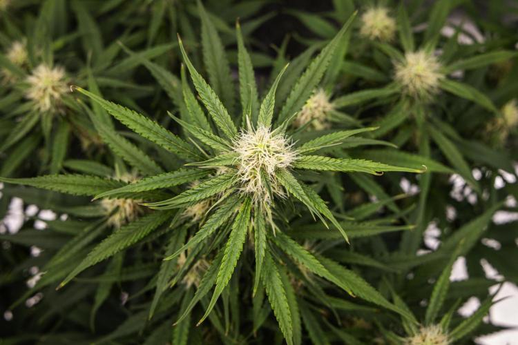 Gaia F1 - Farm #20. Week 6 - Gaia F1 - Day 42.