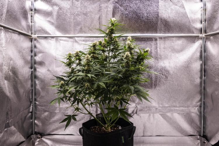 Gaia F1 - Farm #20. Week 6 - Gaia F1 - Day 42.