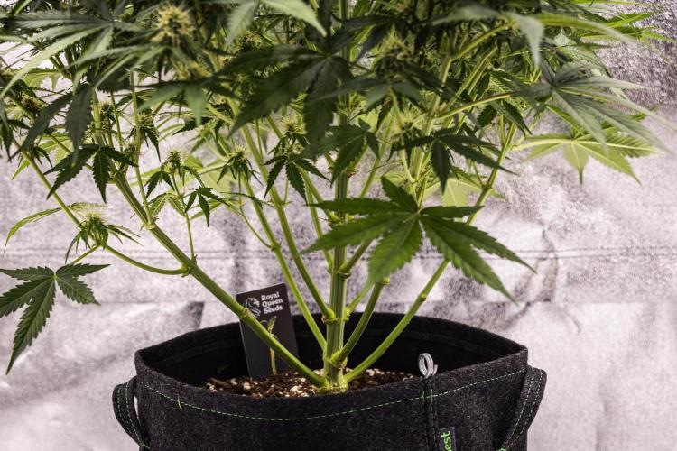 Gaia F1 - Farm #20. Week 6 - Gaia F1 - Day 42.