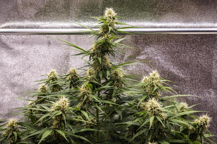 Gaia F1 - Farm #20. Week 6 - Gaia F1 - Day 42.