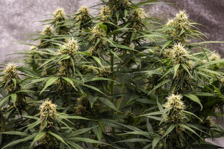 Gaia F1 - Farm #20. Week 6 - Gaia F1 - Day 42.