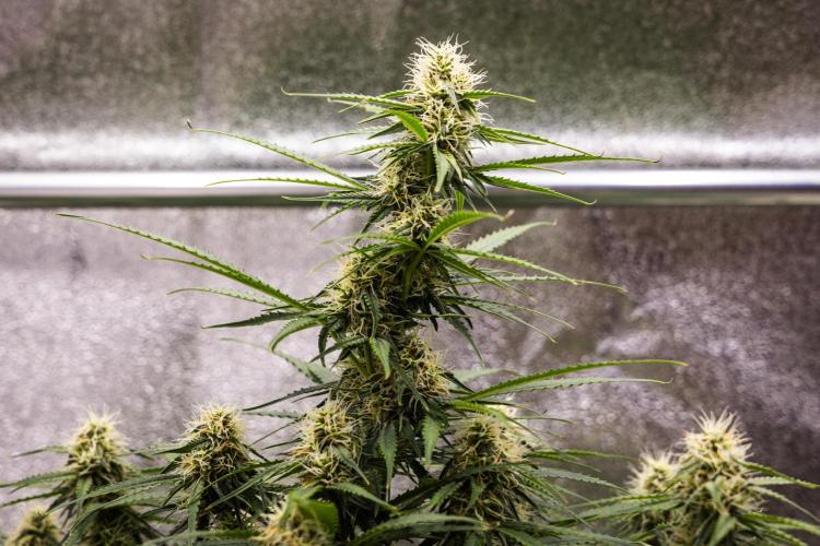 Gaia F1 - Farm #20. Week 6 - Gaia F1 - Day 42.