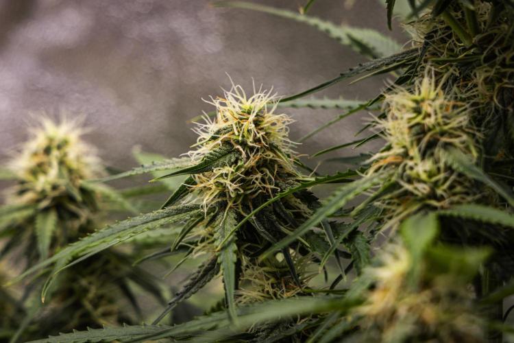 Gaia F1 - Farm #20. Week 6 - Gaia F1 - Day 42.