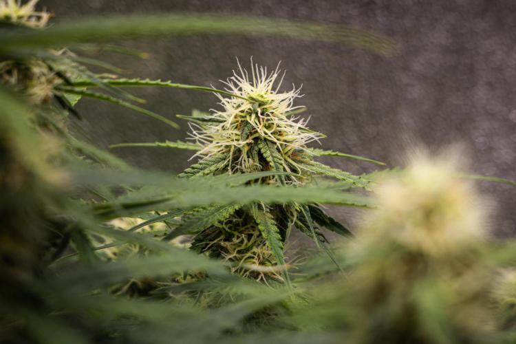 Gaia F1 - Farm #20. Week 6 - Gaia F1 - Day 42.