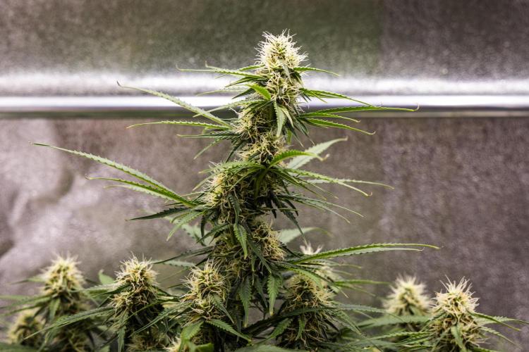 Gaia F1 - Farm #20. Week 6 - Gaia F1 - Day 42.