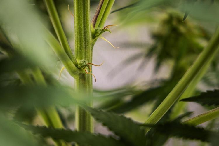 Gaia F1 - Farm #20. Week 6 - Gaia F1 - Day 42.