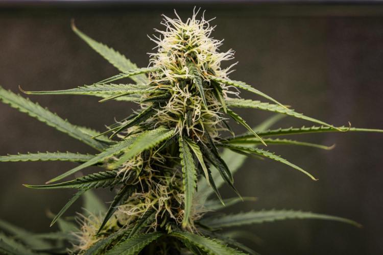 Gaia F1 - Farm #20. Week 6 - Gaia F1 - Day 42.