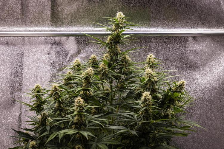 Gaia F1 - Farm #20. Week 6 - Gaia F1 - Day 42.