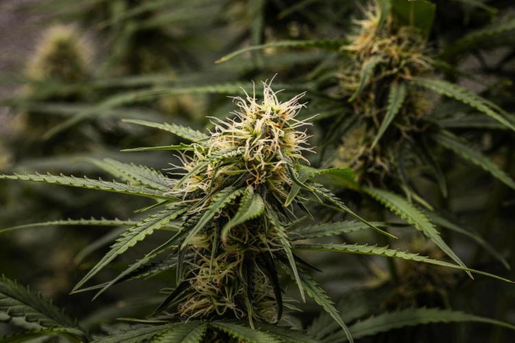 Gaia F1 - Farm #20. Week 6 - Gaia F1 - Day 42.