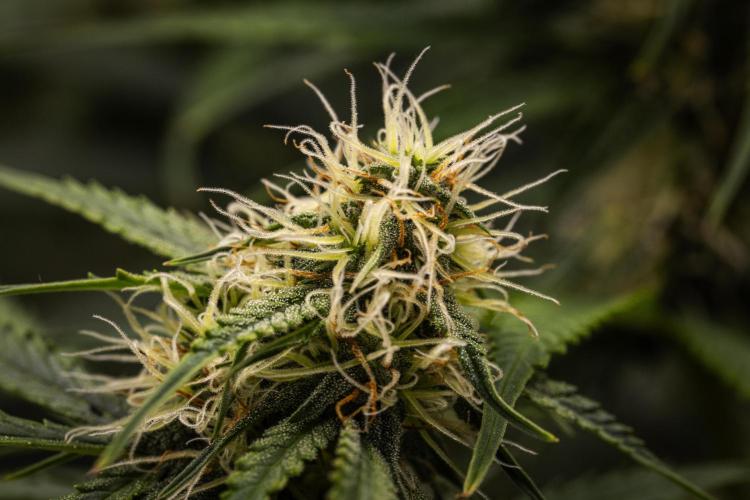 Gaia F1 - Farm #20. Week 6 - Gaia F1 - Day 42.