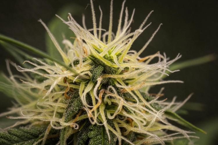 Gaia F1 - Farm #20. Week 6 - Gaia F1 - Day 42.